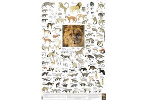 Carnivores of Africa Poster