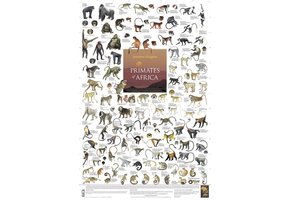Primates of Africa Poster
