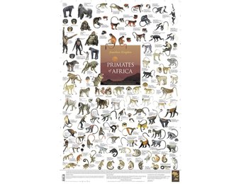 Primates of Africa Poster