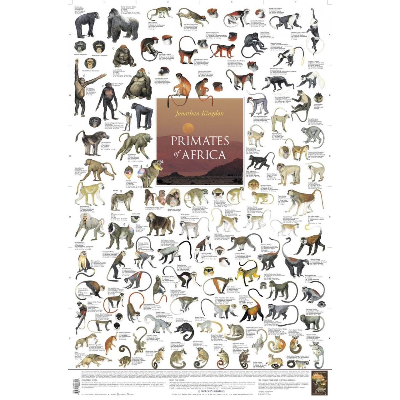 Primates of Africa Poster