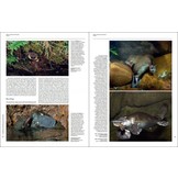 Handbook of the Mammals of the World, Vol. 5: Monotremes and Marsupials