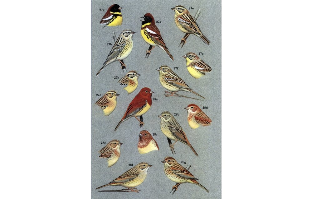 Buntings and Sparrows