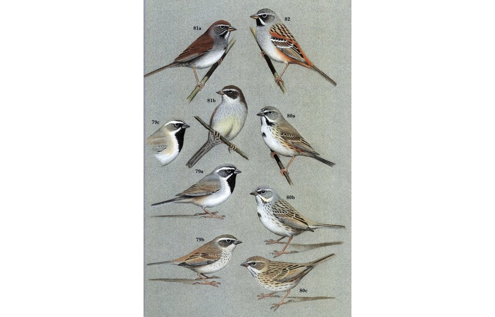Buntings and Sparrows