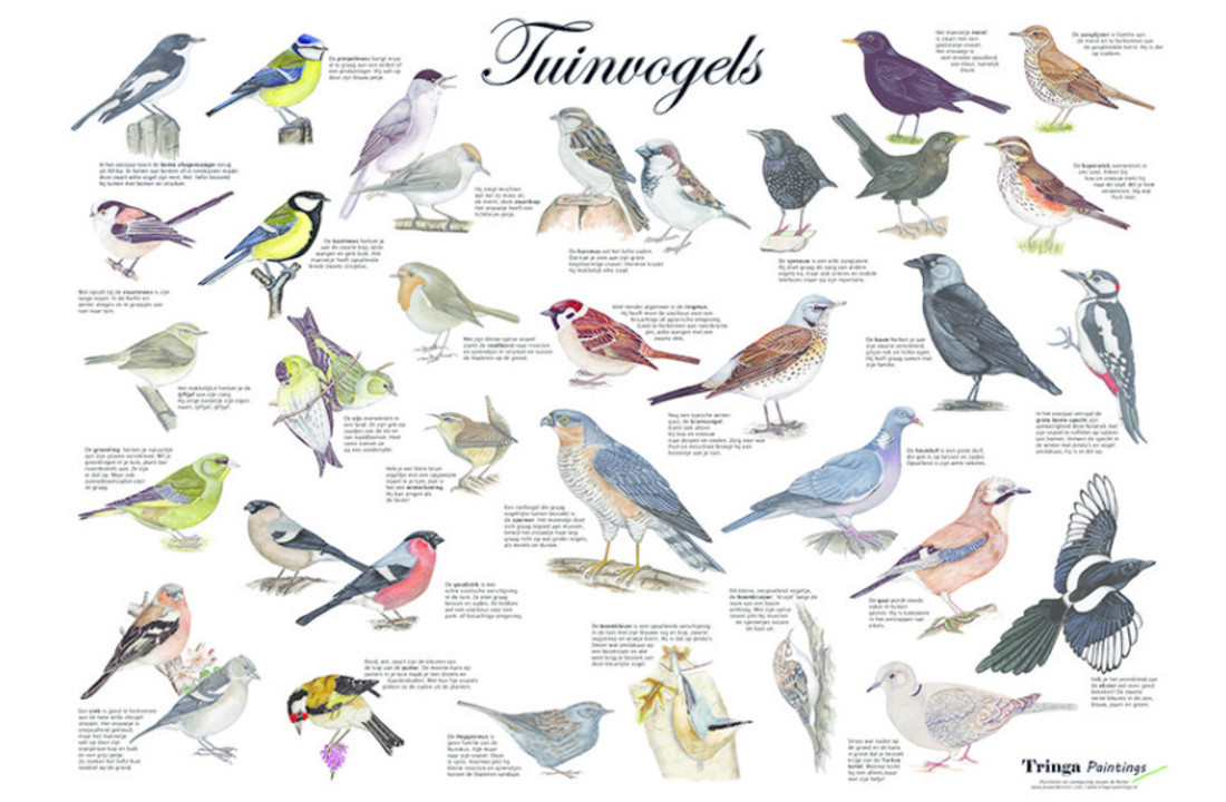 Garden bird poster