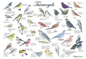 Garden bird poster