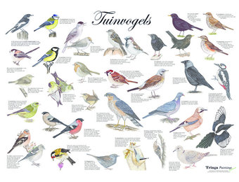 Garden bird poster
