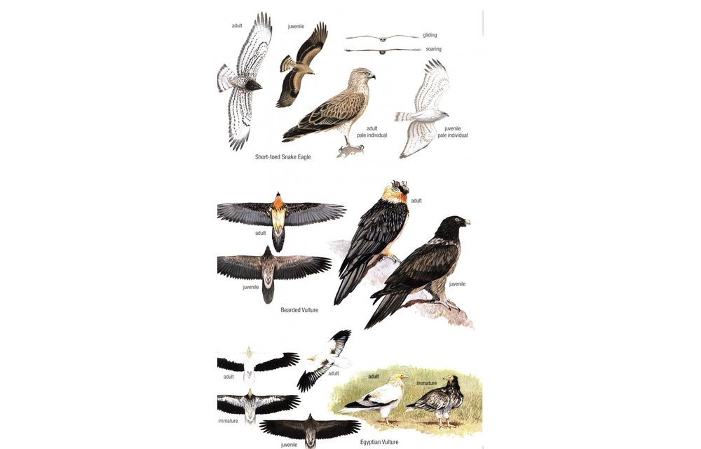 Birds of Mongolia
