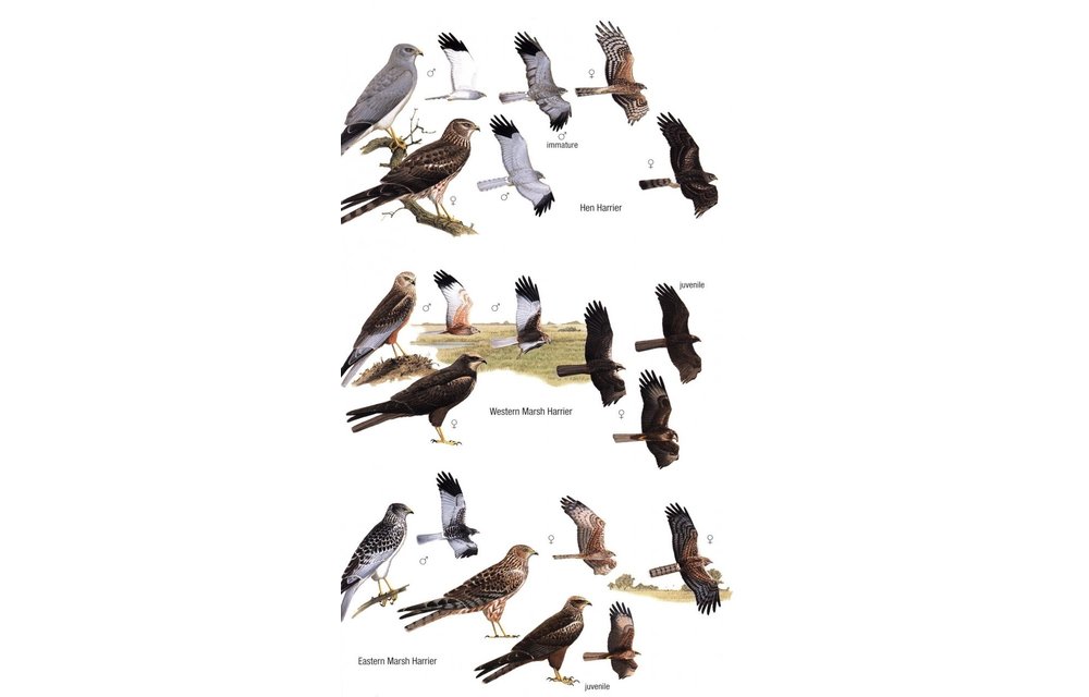 Birds of Mongolia