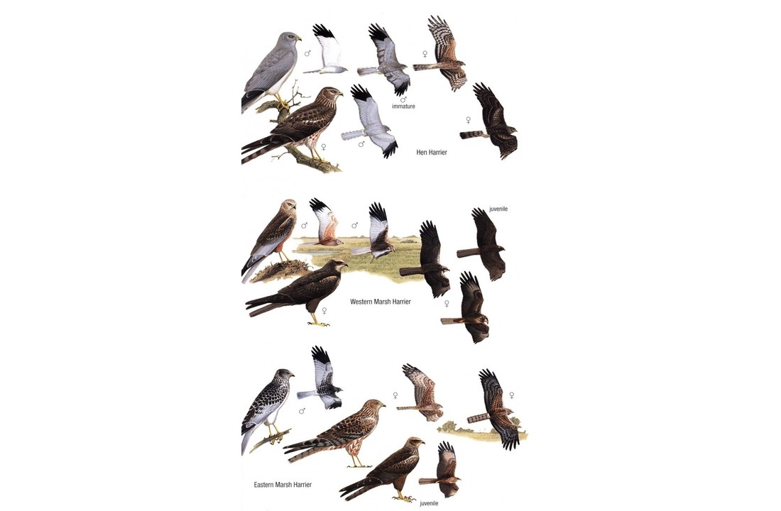 Birds of Mongolia