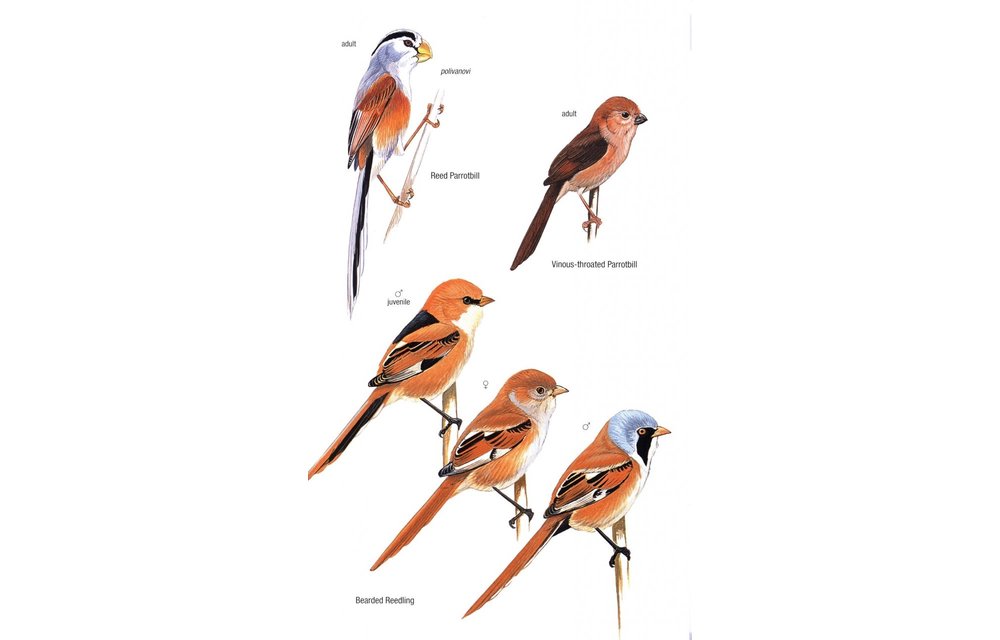 Birds of Mongolia