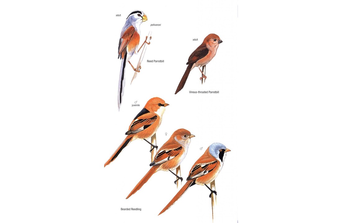 Birds of Mongolia