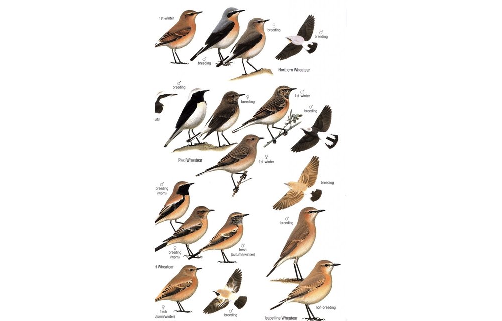 Birds of Mongolia