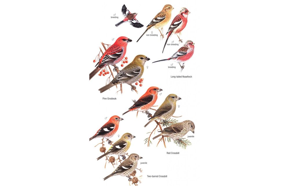 Birds of Mongolia