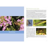 Basisgids Wilde Bijen