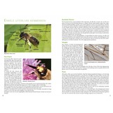 Basisgids Wilde Bijen