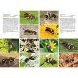 Basisgids Wilde Bijen