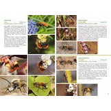 Basisgids Wilde Bijen