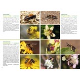 Basisgids Wilde Bijen