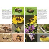 Basisgids Wilde Bijen