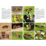 Basisgids Wilde Bijen