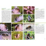 Basisgids Wilde Bijen