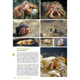 Basisgids Strandvondsten