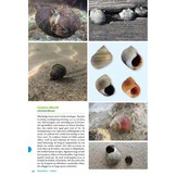 Basisgids Strandvondsten