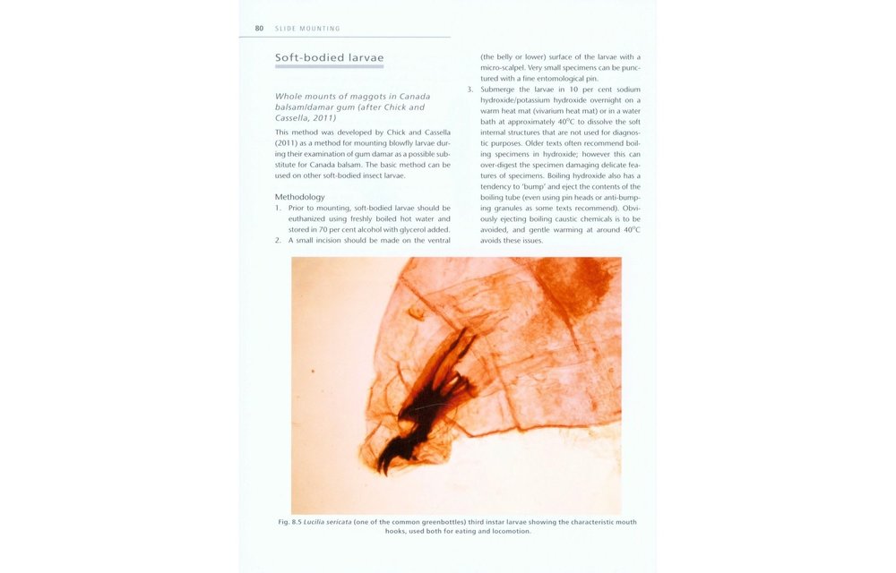 Insect Microscopy