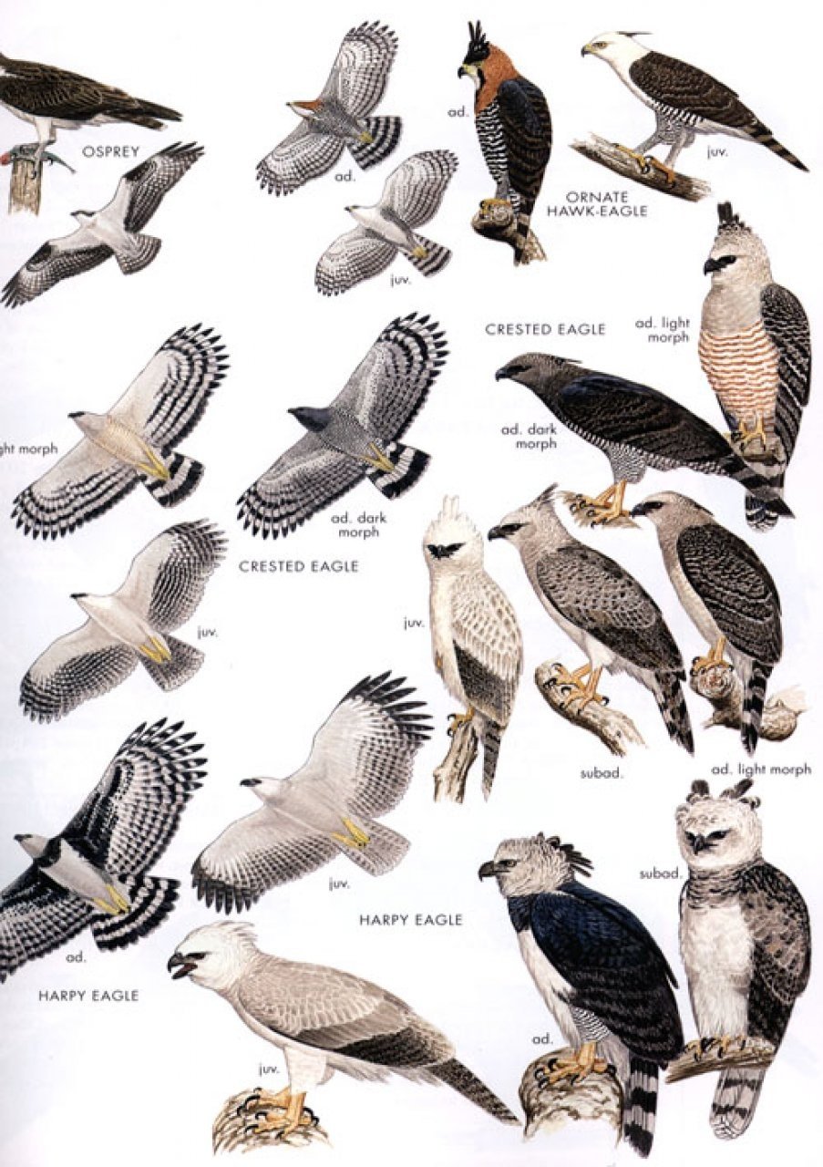 Birds of Peru