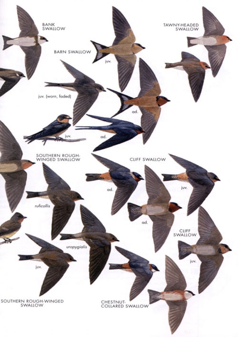 Birds of Peru