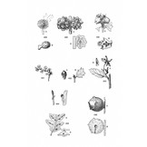 Plant Galls of Europe - set Volume I - III - Keys to Plant Galls (Zoo- and Phytocecidia) of Central- and Northern Europe