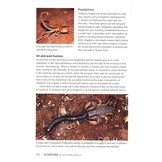 Scorpions of Southern Africa