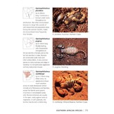Scorpions of Southern Africa