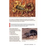 Scorpions of Southern Africa