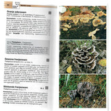 De Grote Paddenstoelengids voor onderweg