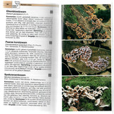 De Grote Paddenstoelengids