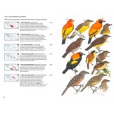 Birds of New Guinea