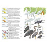 Birds of New Guinea