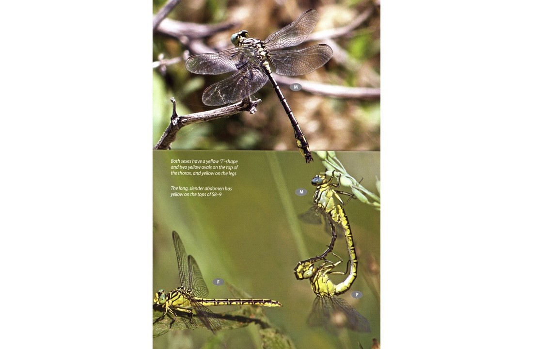 Britain's Dragonflies - A field guide to the damselflies and dragonflies of Great Britain and Ireland