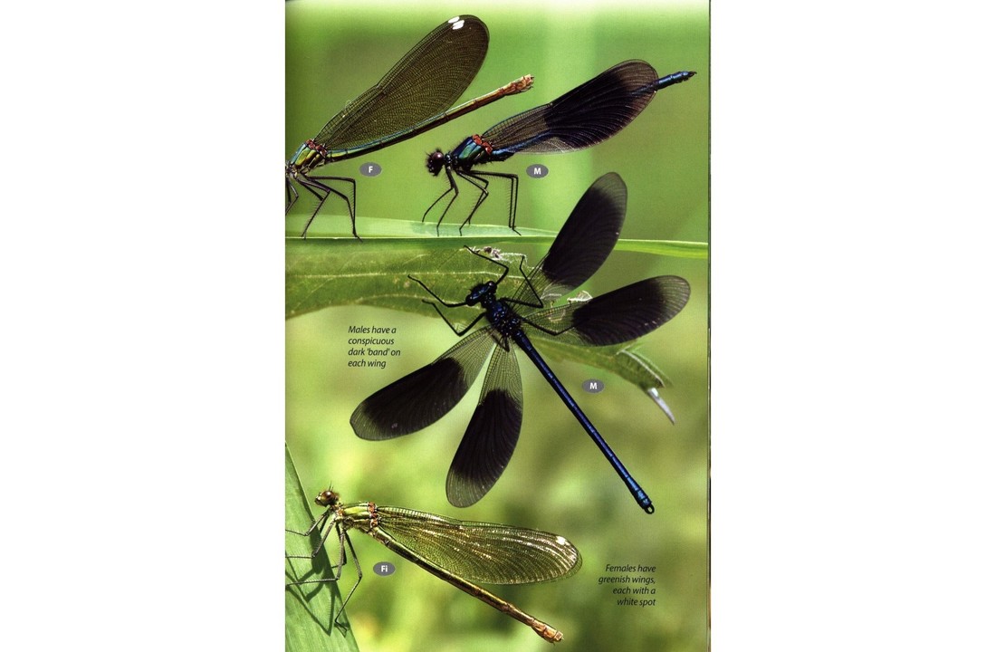 Britain's Dragonflies - A field guide to the damselflies and dragonflies of Great Britain and Ireland