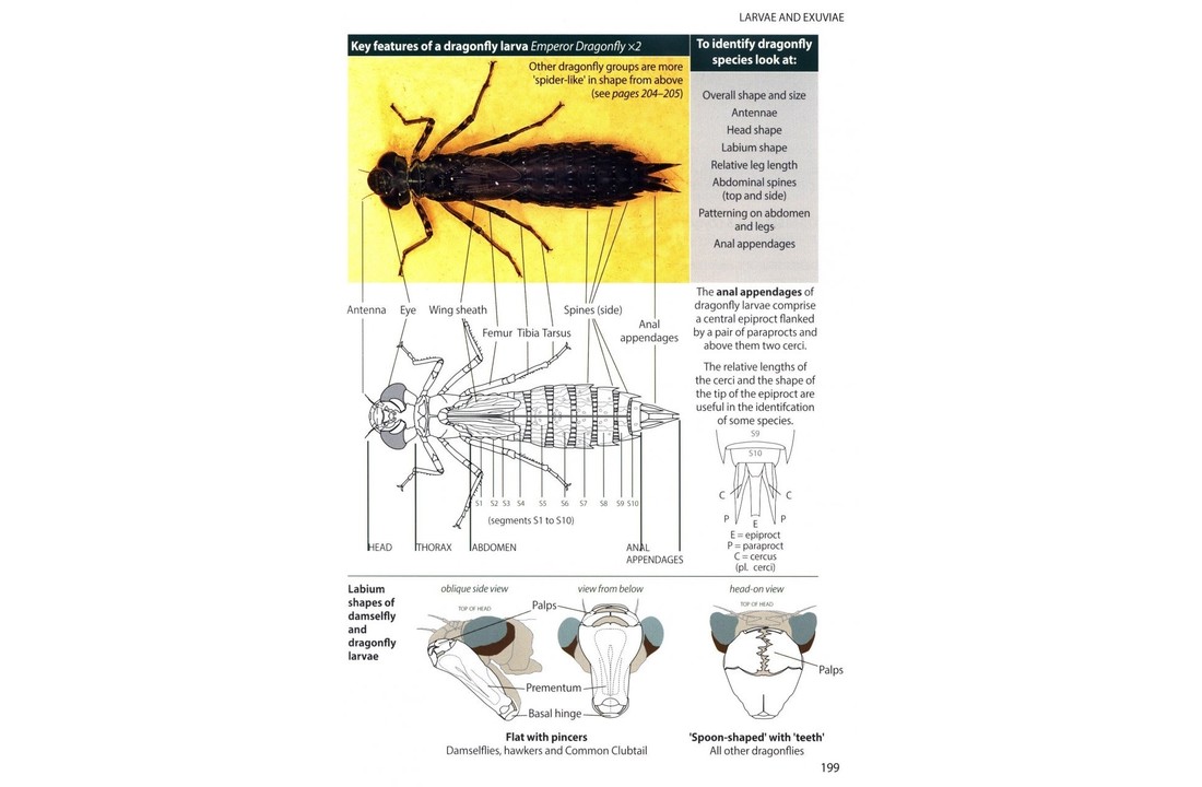 Britain's Dragonflies - A field guide to the damselflies and dragonflies of Great Britain and Ireland