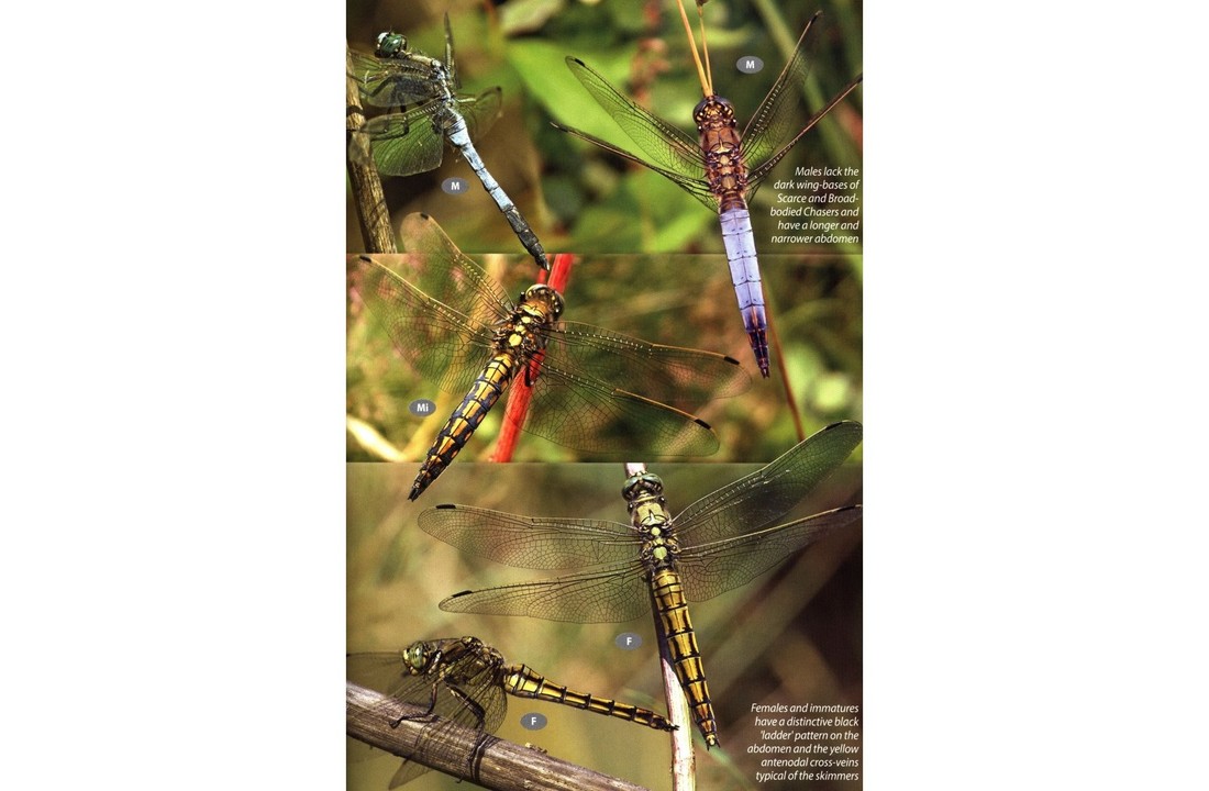 Britain's Dragonflies - A field guide to the damselflies and dragonflies of Great Britain and Ireland