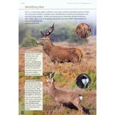 Britain's Mammals - A field guide to the mammals of Britain and Ireland