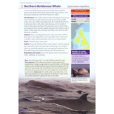 Britain's Mammals - A field guide to the mammals of Britain and Ireland