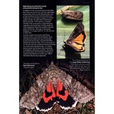 Britain's Day-Flying Moths - A field guide to the day-flying moths of Great Britain and Ireland