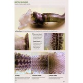 Britain's Reptiles and Amphibians - A guide to the reptiles and amphibians of Great Britain, Ireland and the Channel Islands