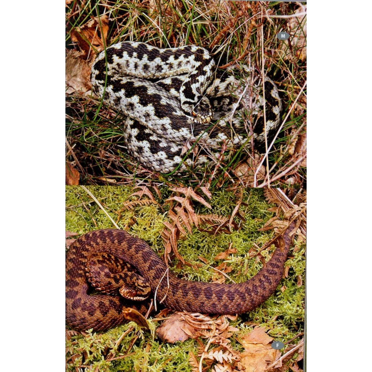 Britain's Reptiles and Amphibians