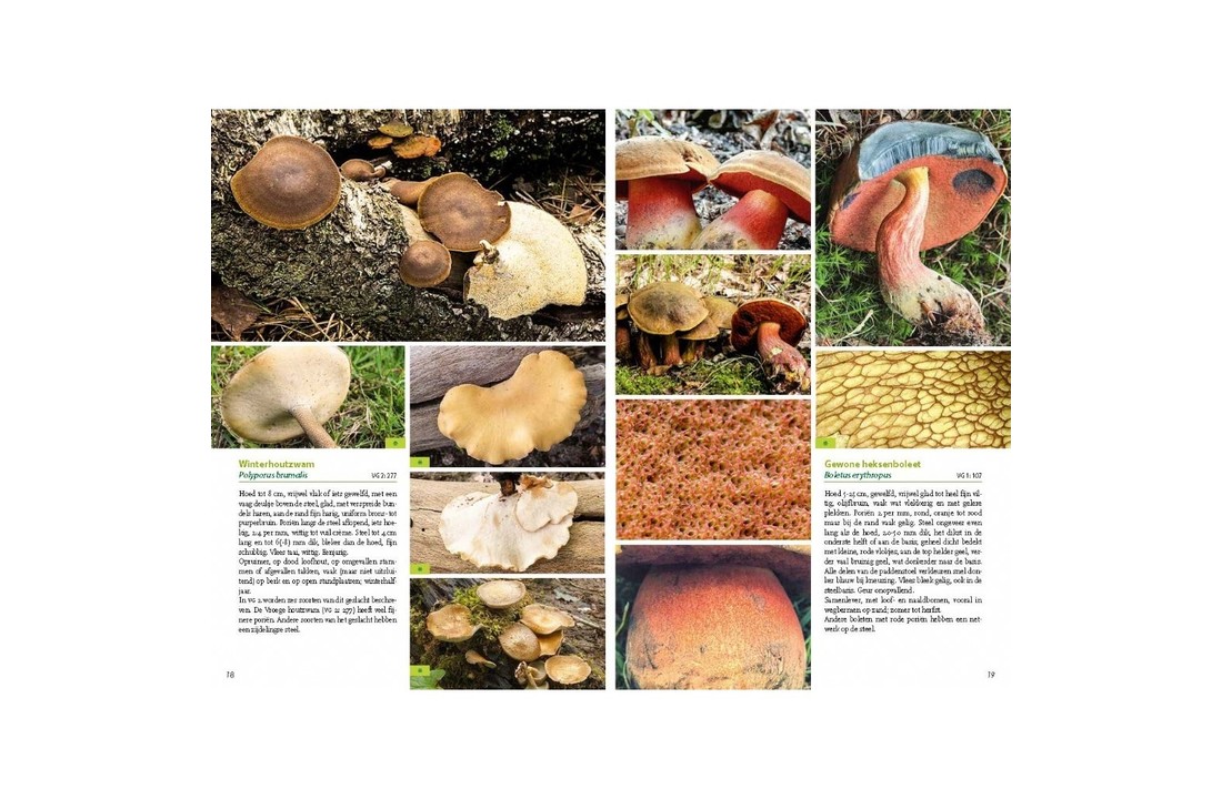 Basisgids Paddenstoelen