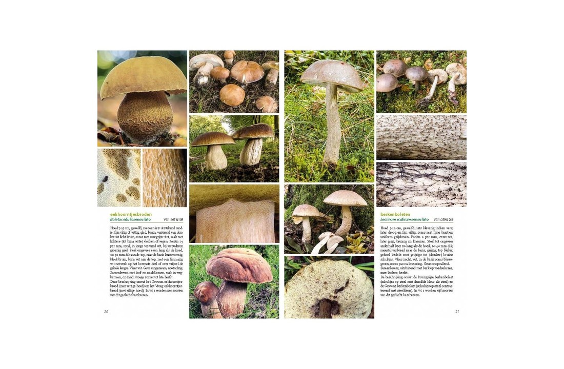 Basisgids Paddenstoelen