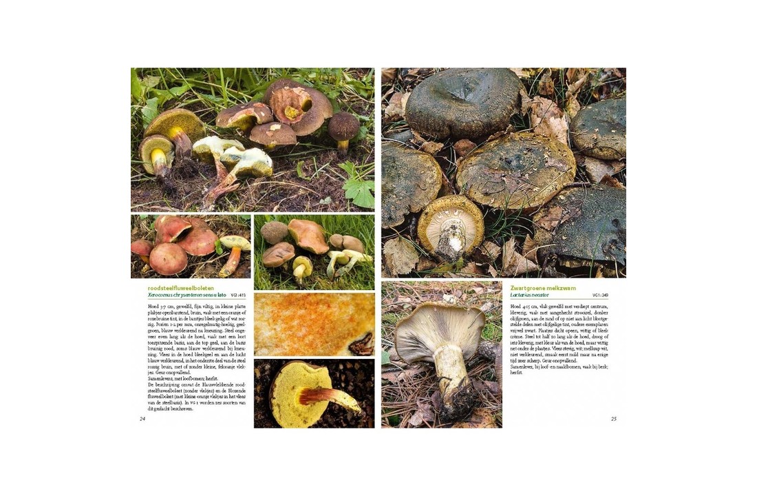 Basisgids Paddenstoelen